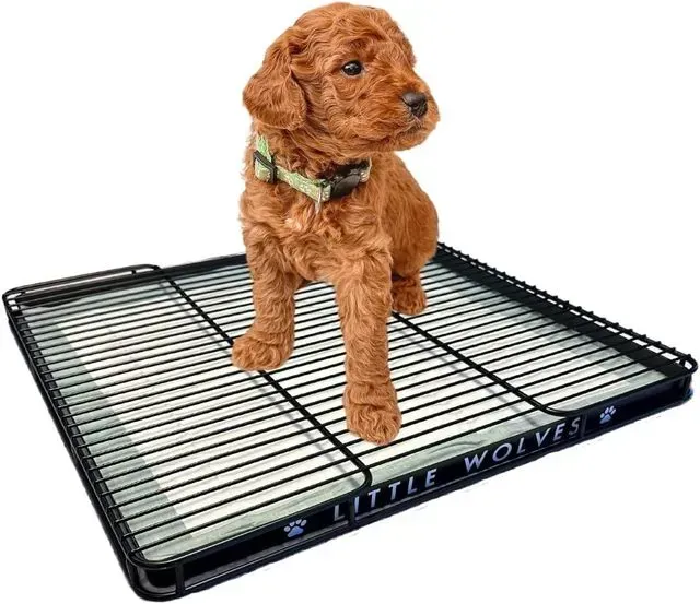 A puppy is standing on a wire tray that says little wolves