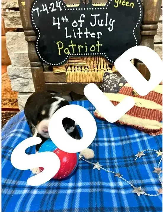 A puppy is laying on a plaid blanket next to a sign that says 4th of july litter patriot