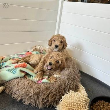 Playful mini Bernedoodle puppies in Prescott, AZ