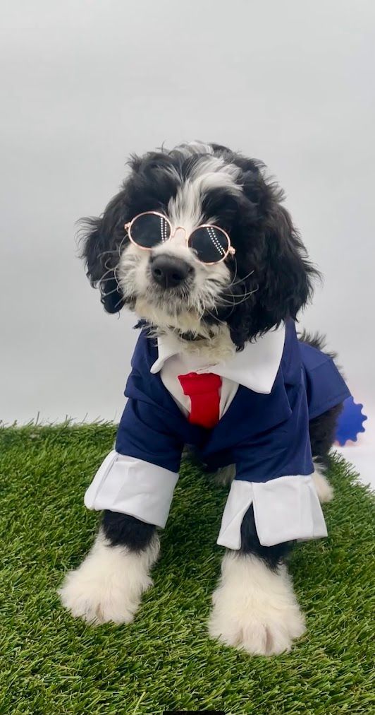 A black and white dog wearing a suit and tie is sitting on the grass.