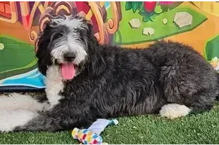 A black and white dog is laying on the grass next to a toy.