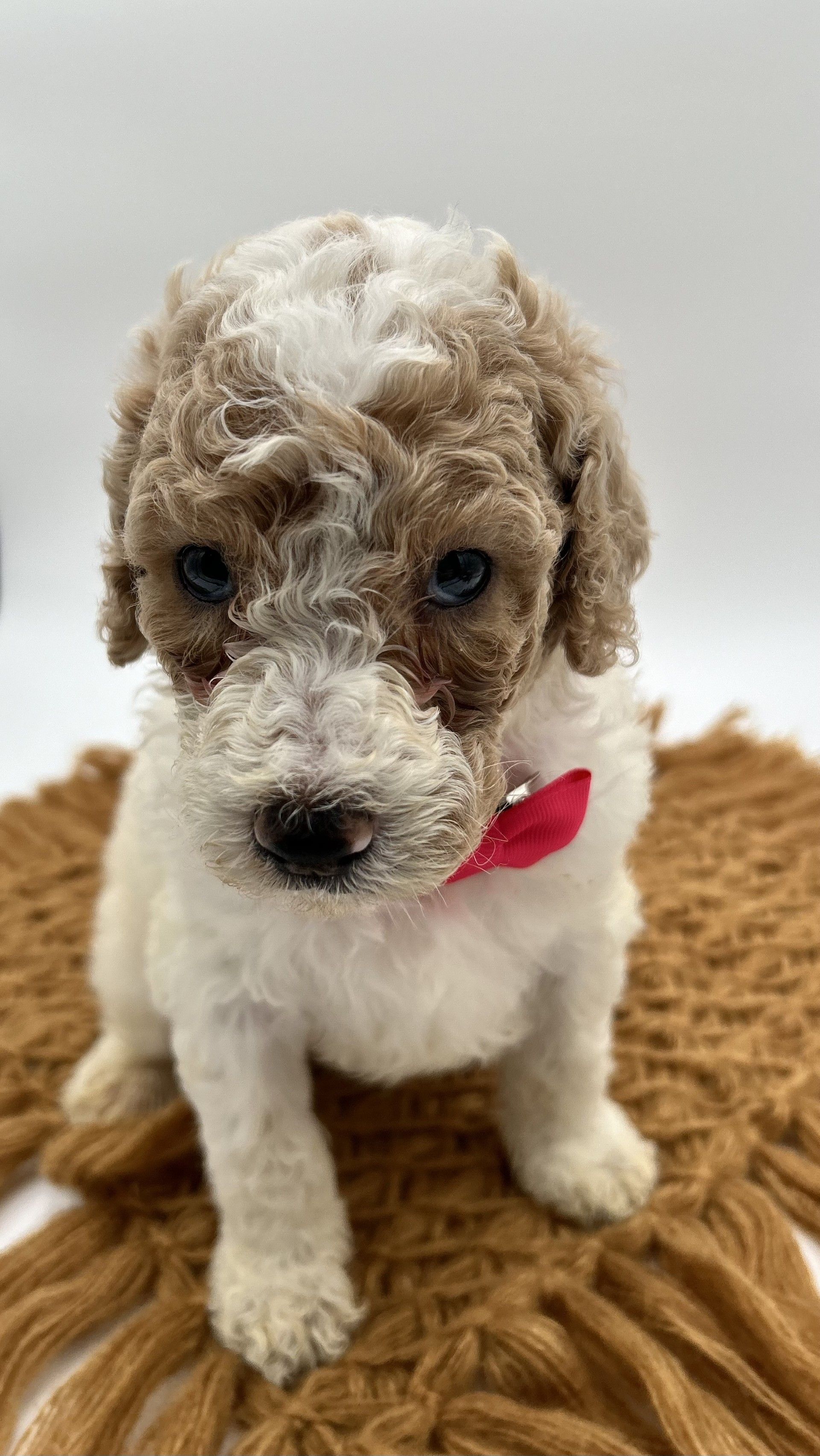 A brown and white poodle puppy wearing a red bow tie is sitting on a blanket.