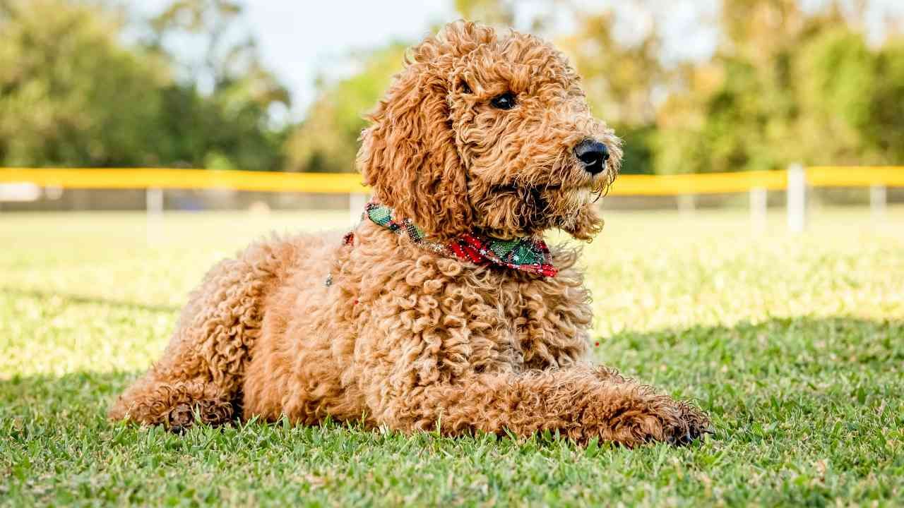 Goldendoodle hypoallergenic facts