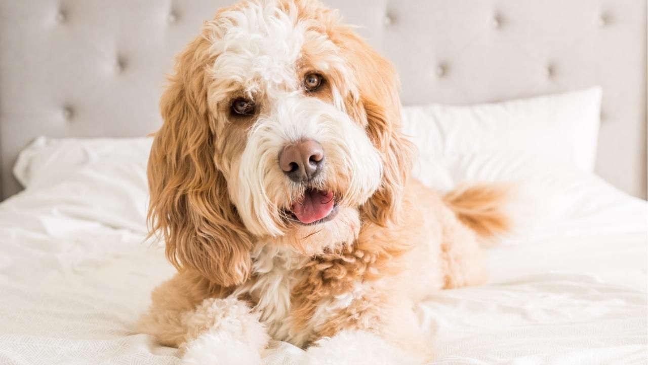 kid-friendly dogs