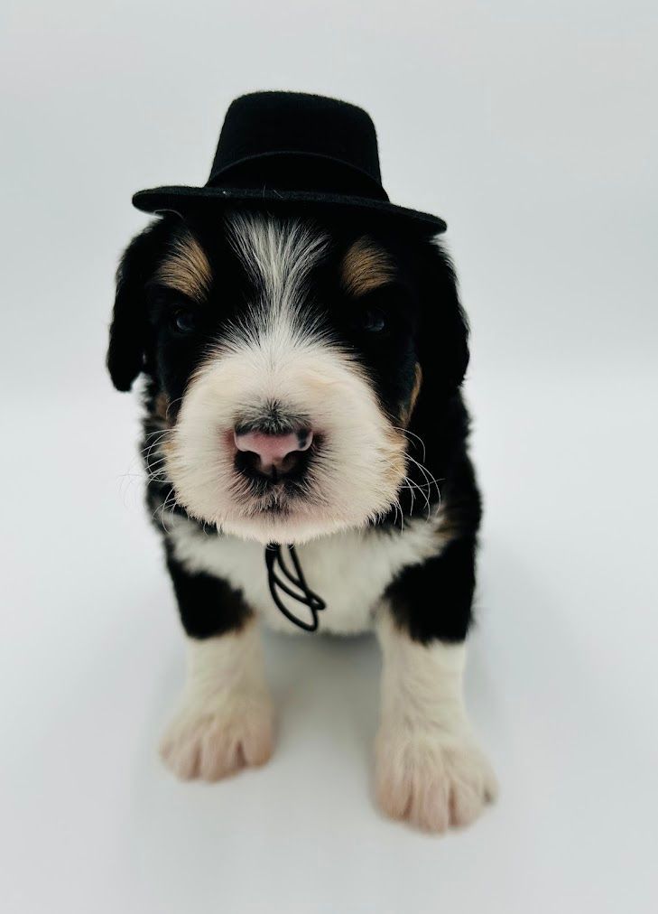 A black and white puppy wearing a top hat and tie.