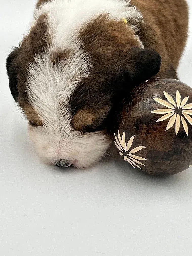 A brown and white puppy is sleeping next to a wooden ball.