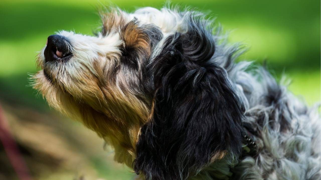 low shedding dogs