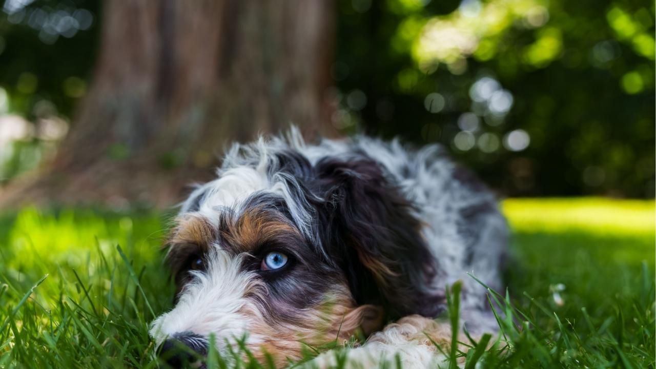 Bernedoodle temperament