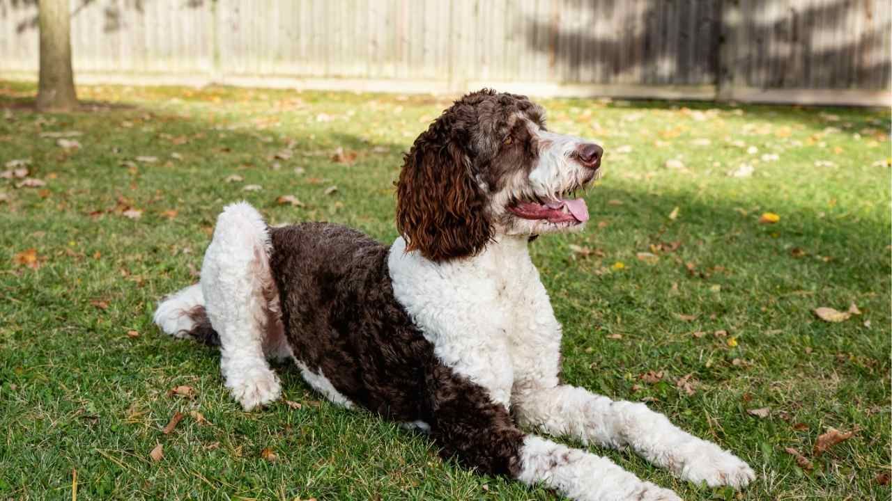 Bernedoodle family dogs