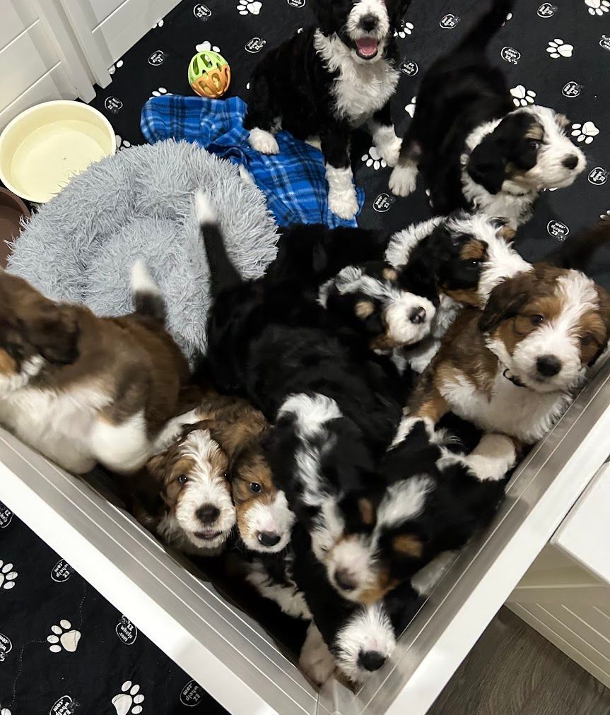 A bunch of puppies are laying in a crate.