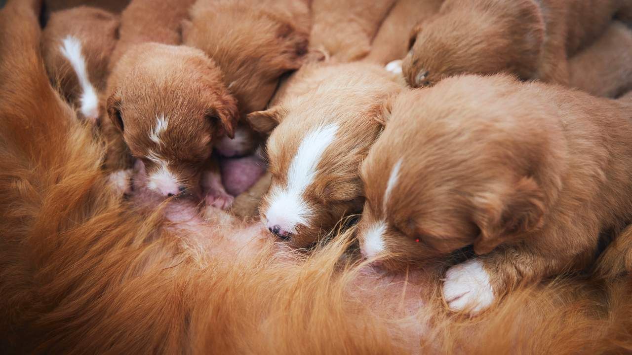 dog pregnancy nutrition