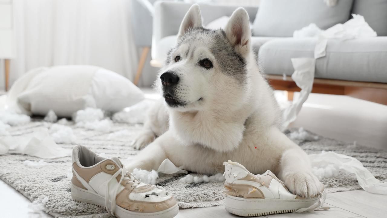 chewing solutions for dogs