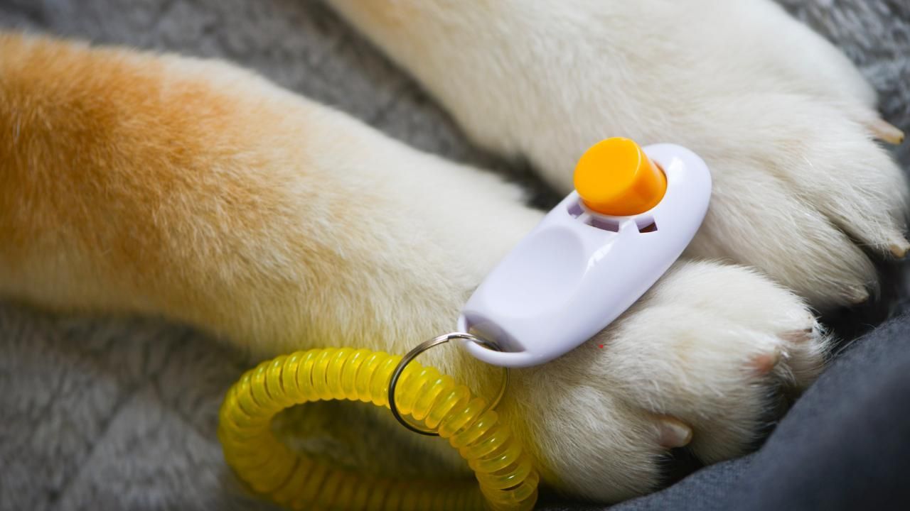 clicker training