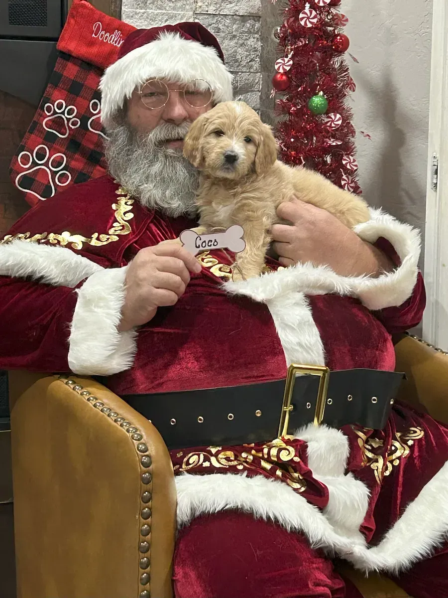 A puppy wearing a santa hat is laying next to a paw print sign.