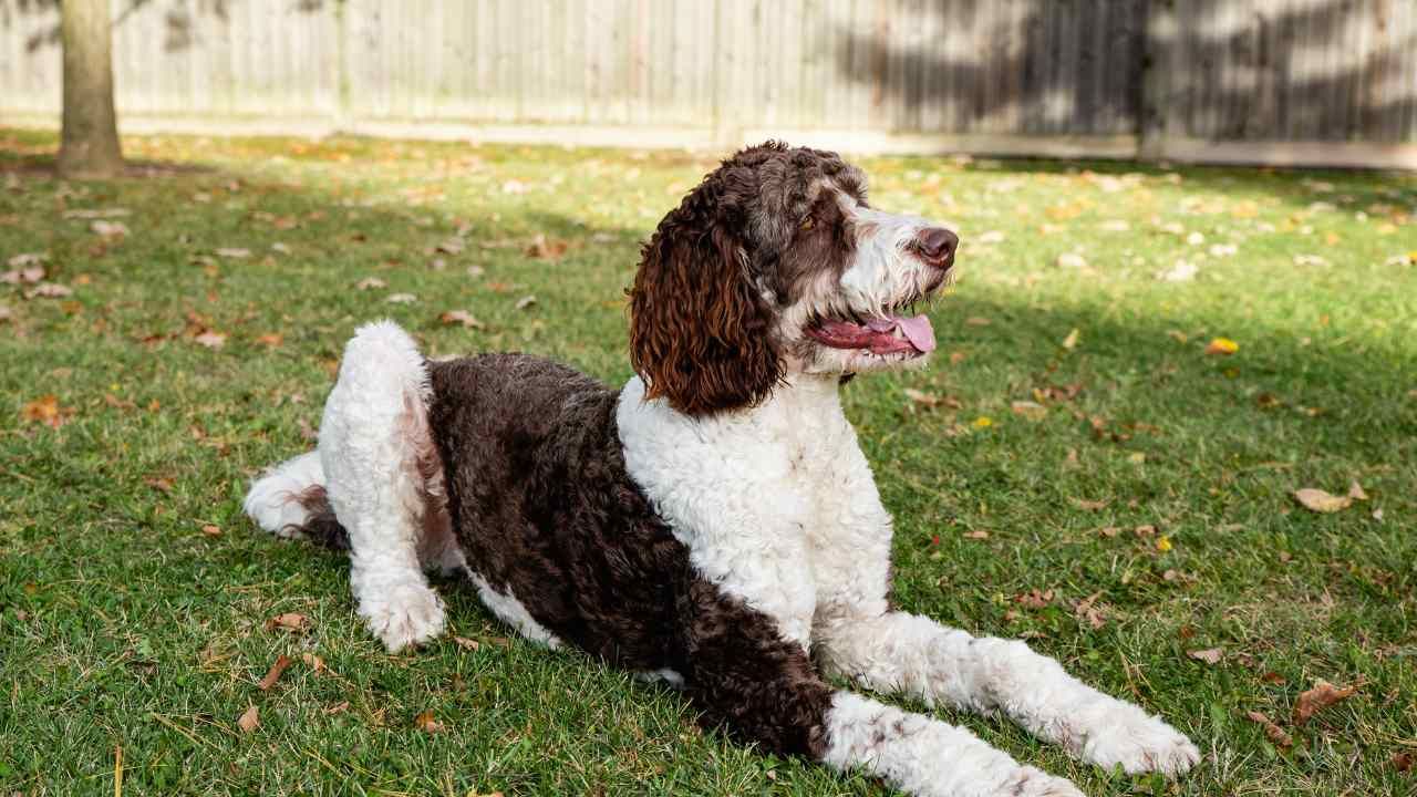 common dog training mistakes