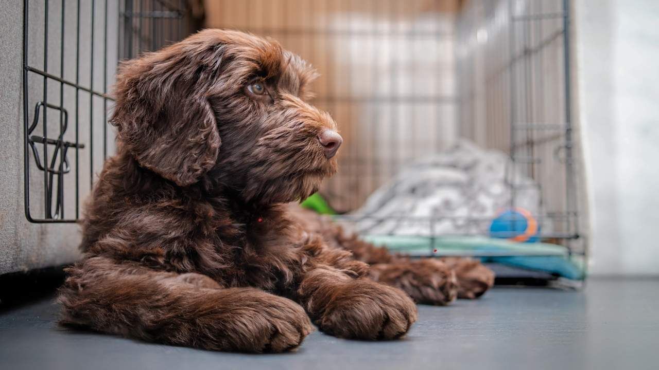 House training puppy