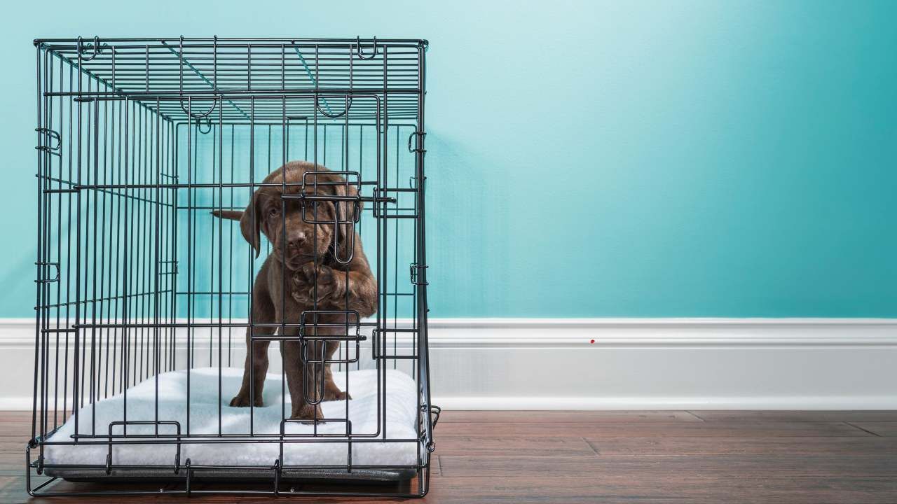 kennel training