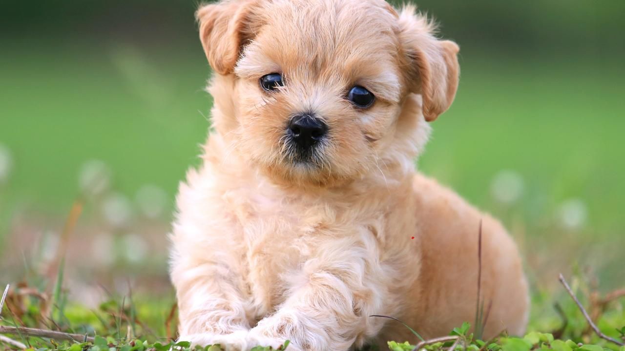 dog safety and hygiene