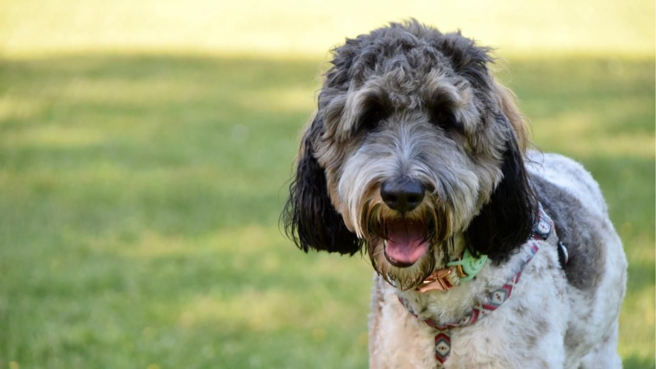 Bernedoodle shedding