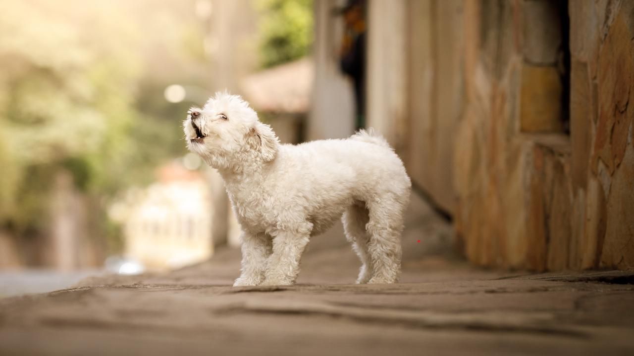 barking solutions