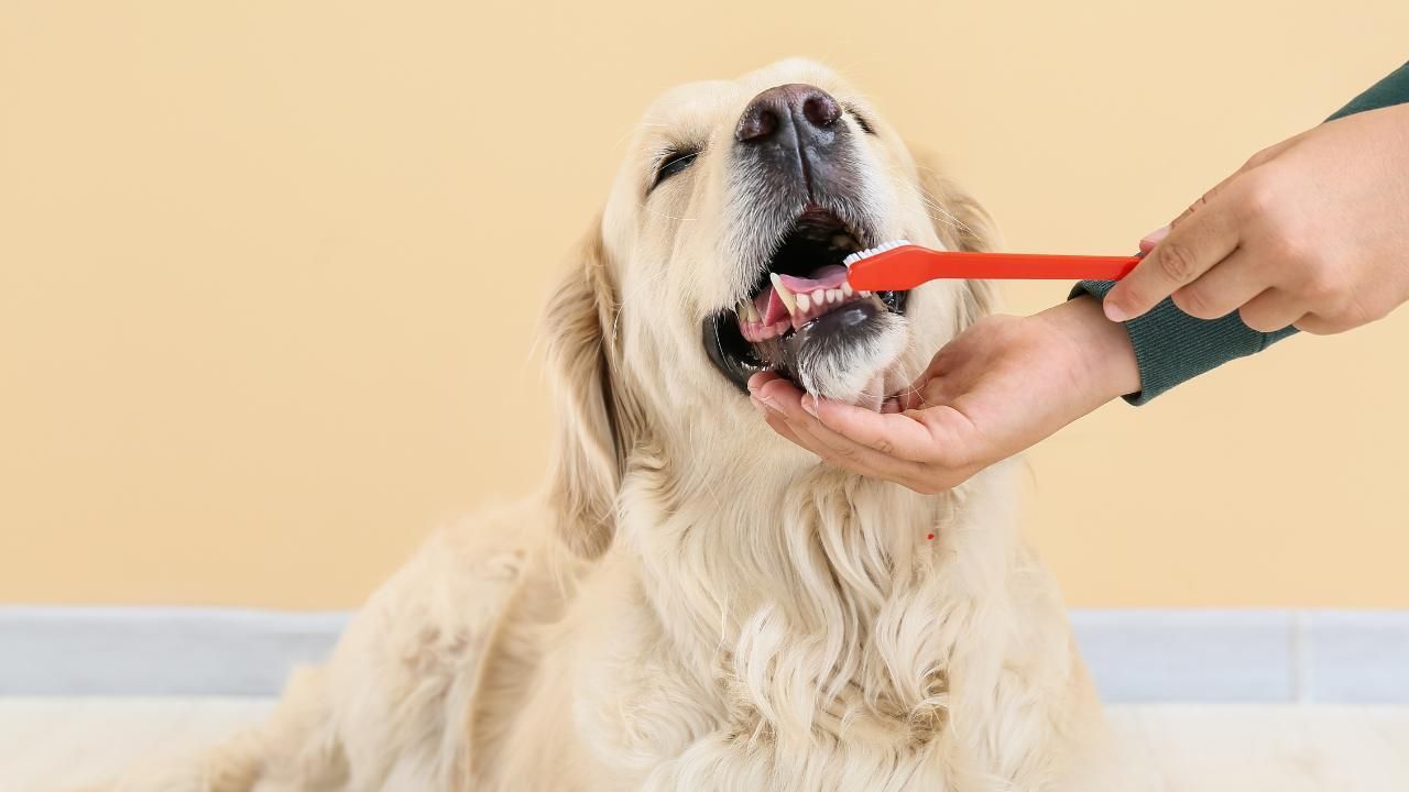 how to brush dog’s teeth