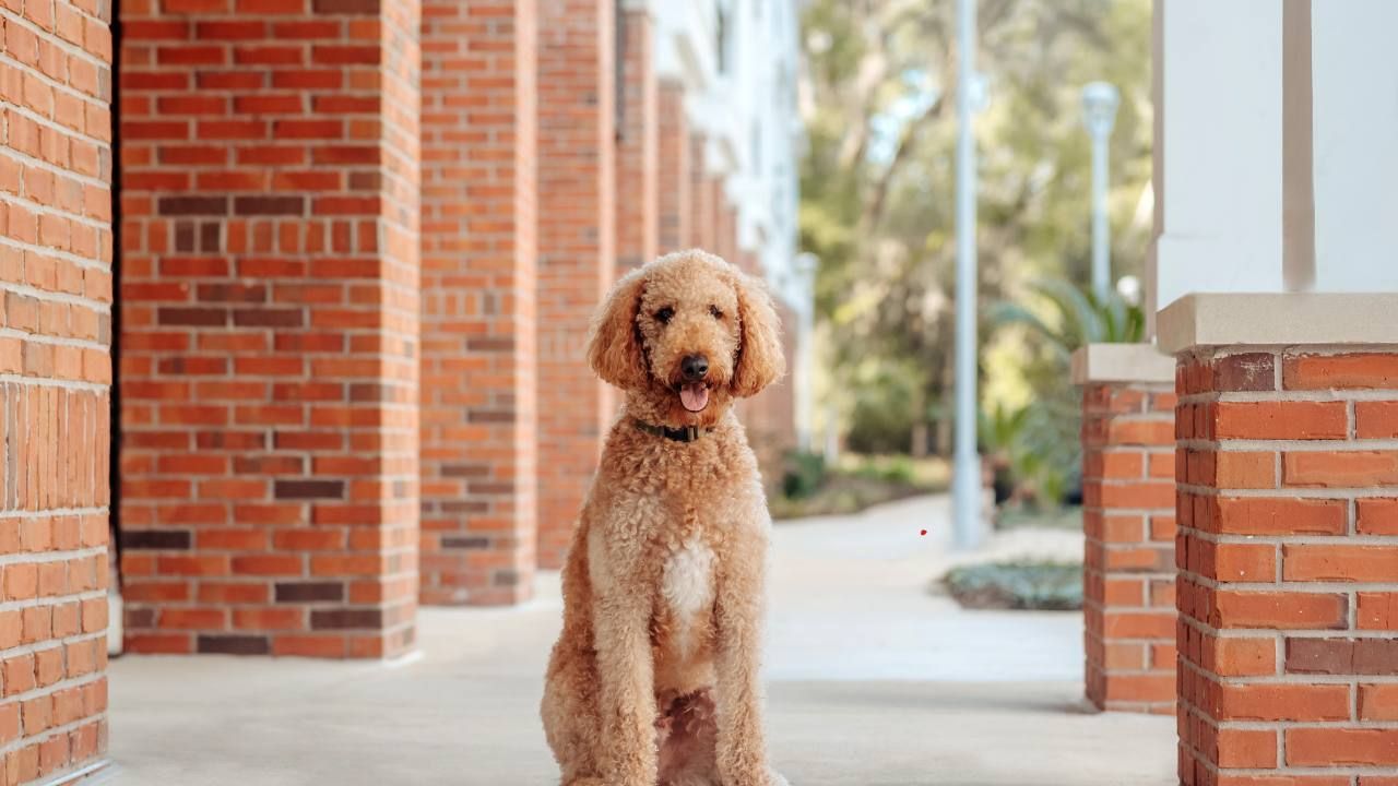 basic dog commands
