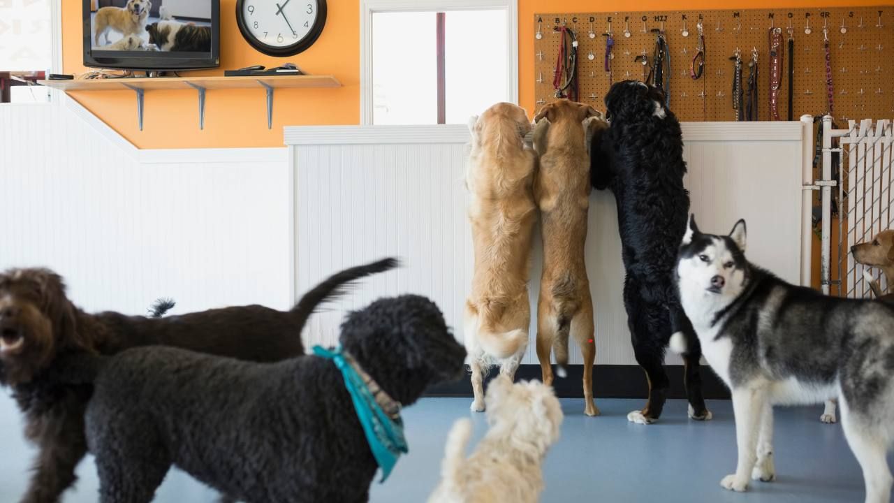 preparing for dog daycare
