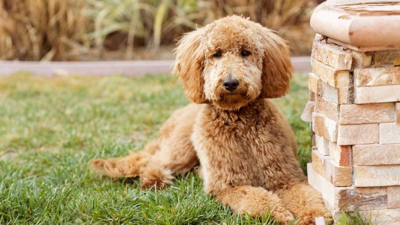 responsible pet ownership
