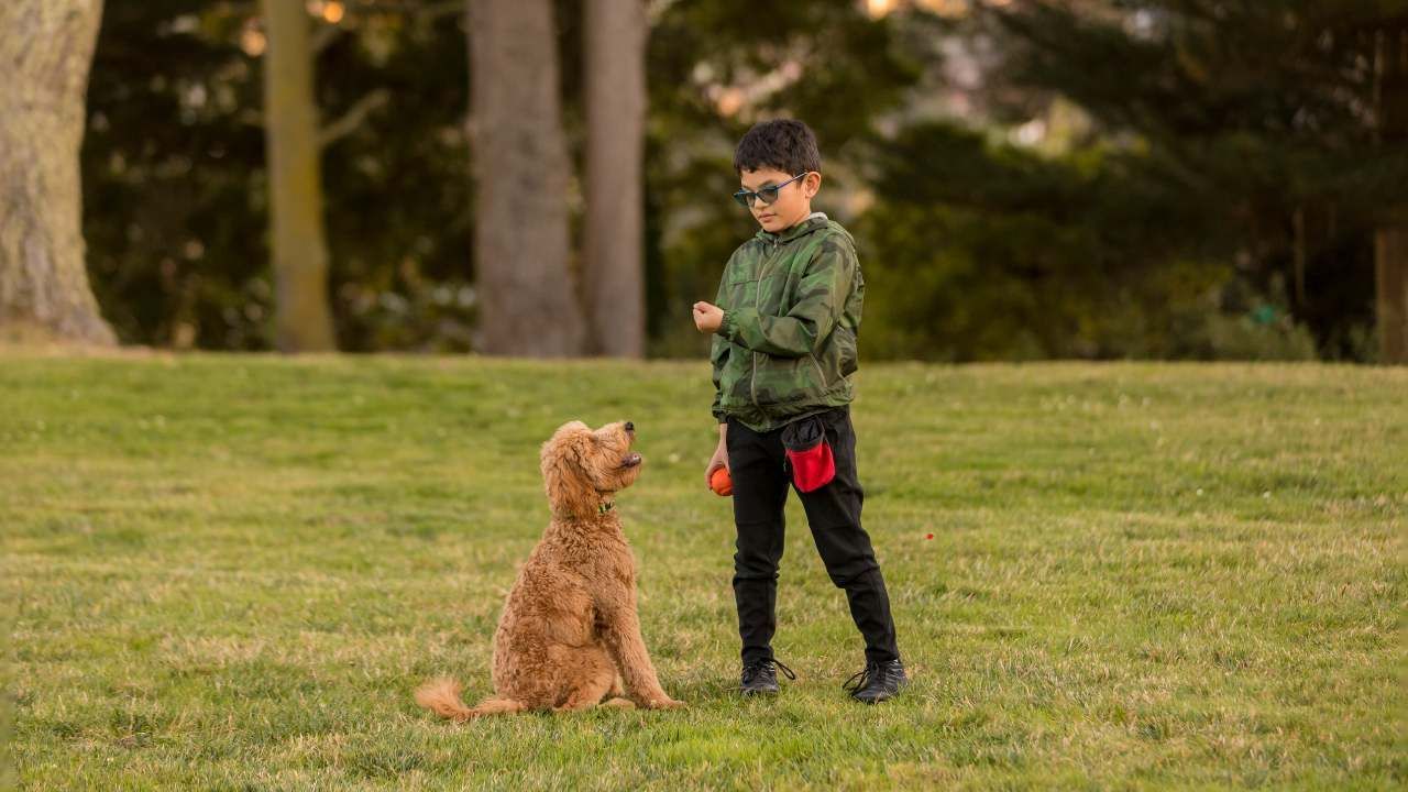 obedience training
