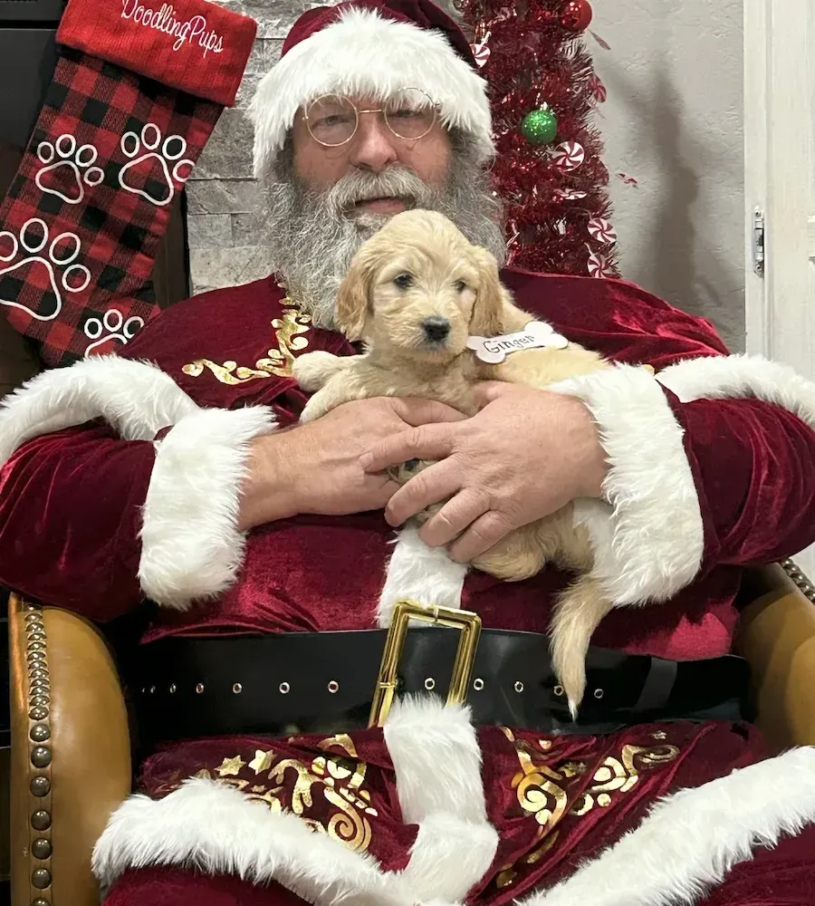 A puppy is laying next to a paw print that says one week