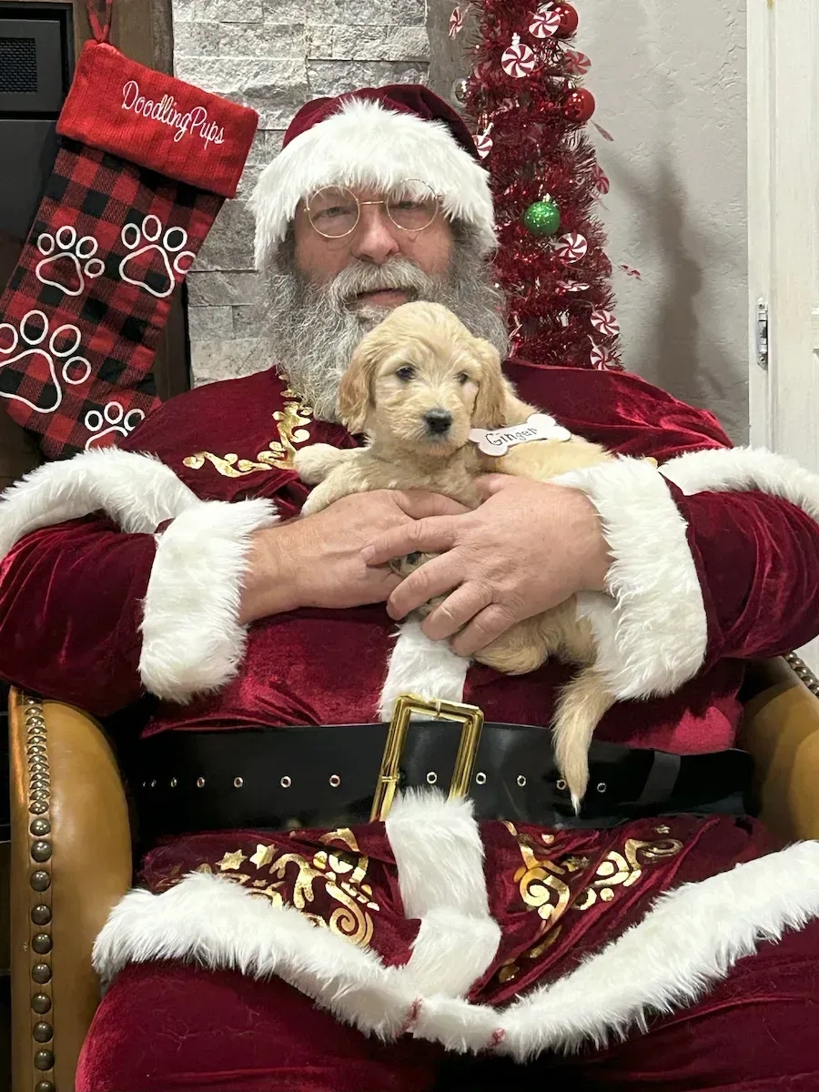 A puppy is sleeping next to a paw print sign that says one week