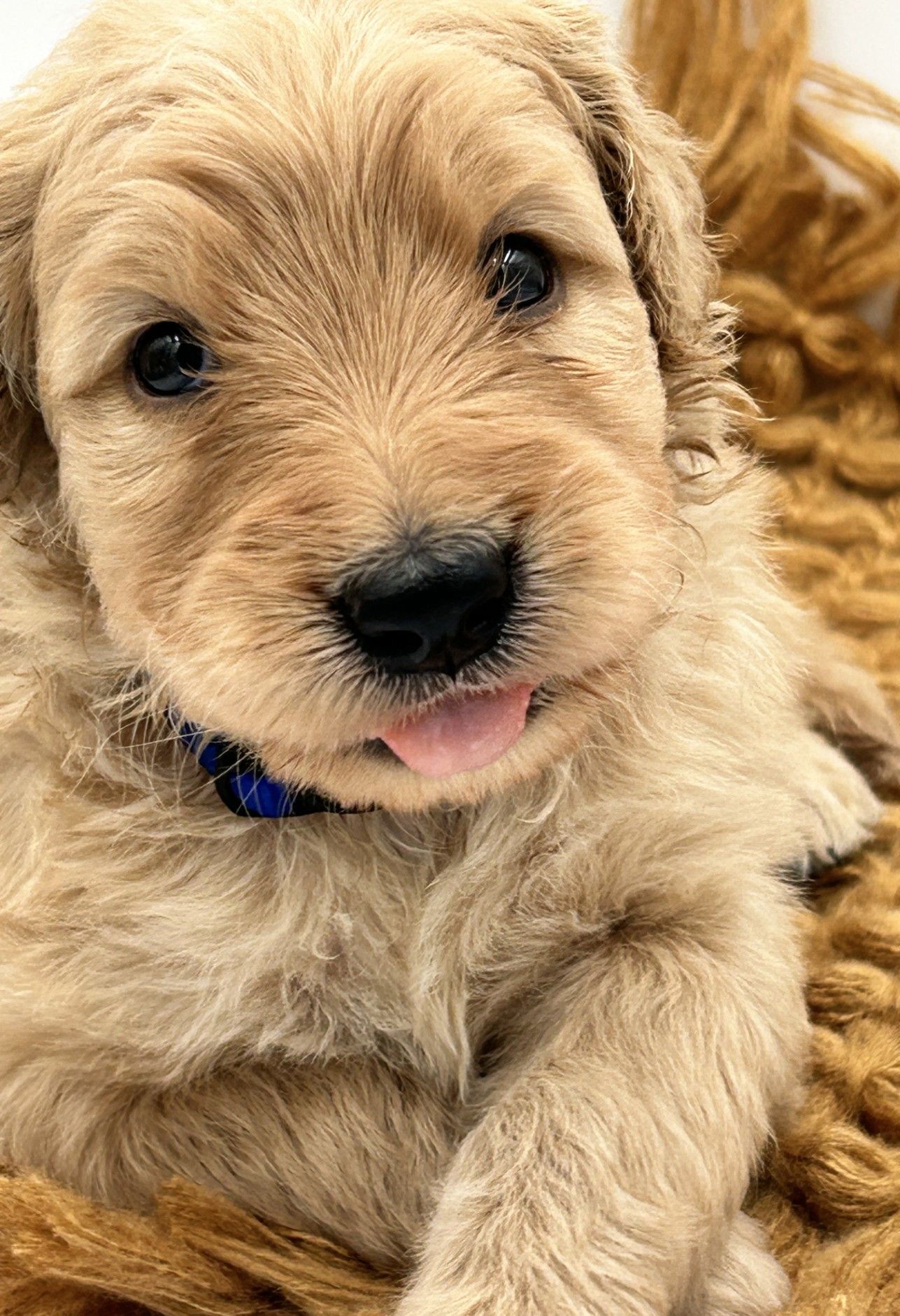 Bernedoodle Puppies Trained Dogs For Sale