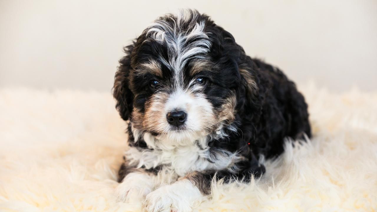 dog food allergies