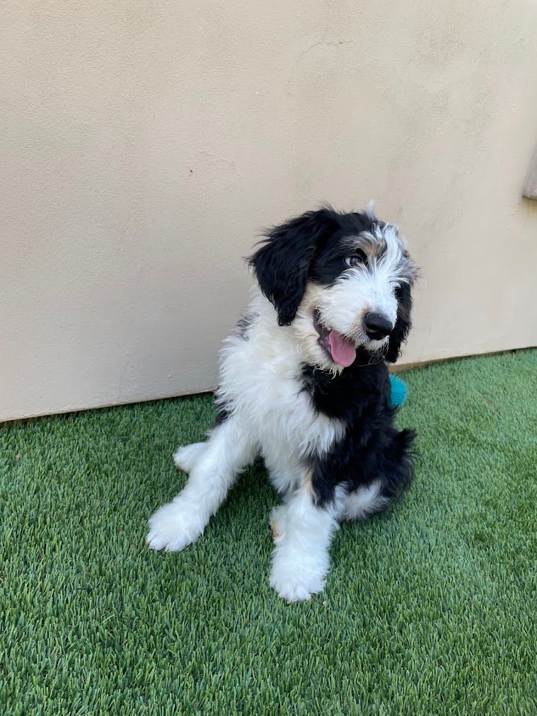 A black and white puppy is sitting on top of a lush green lawn.