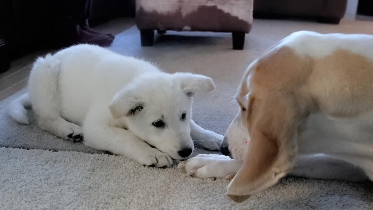 introducing pets
