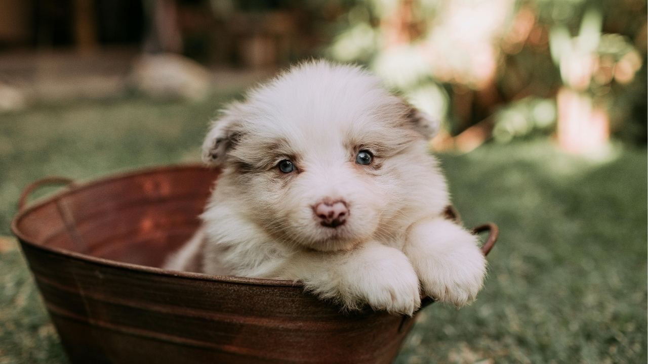 bringing home a puppy