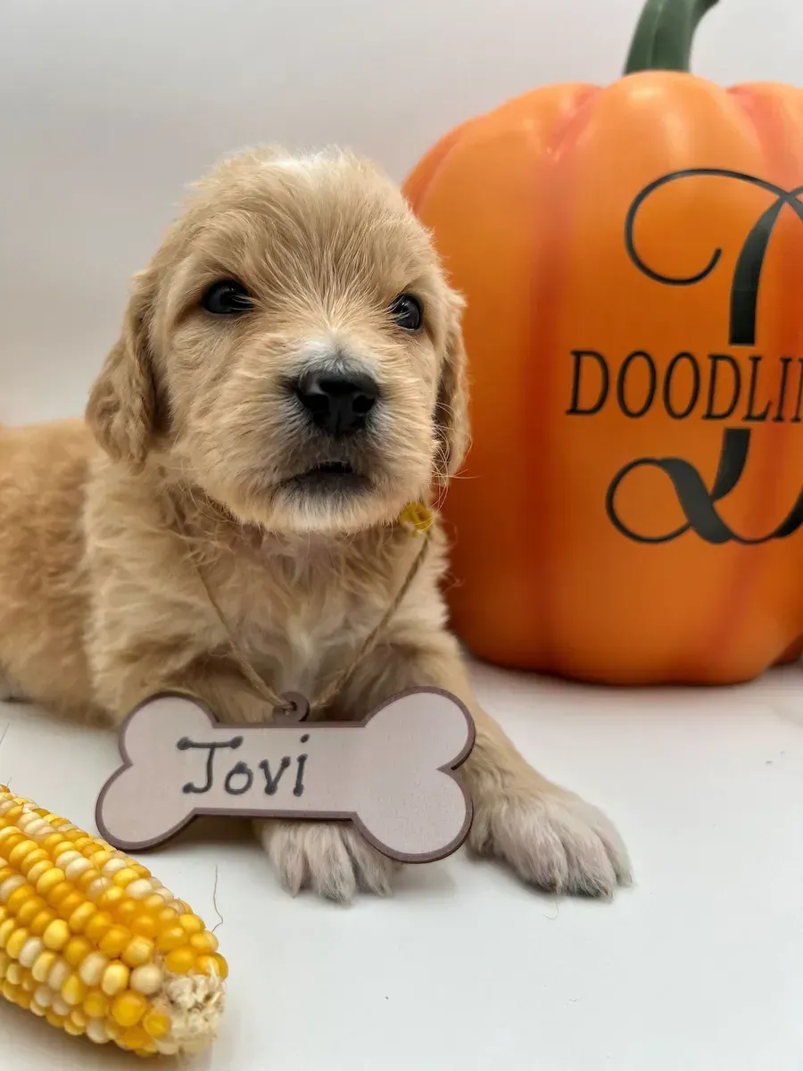 A puppy is sleeping next to a paw print sign that says one week.