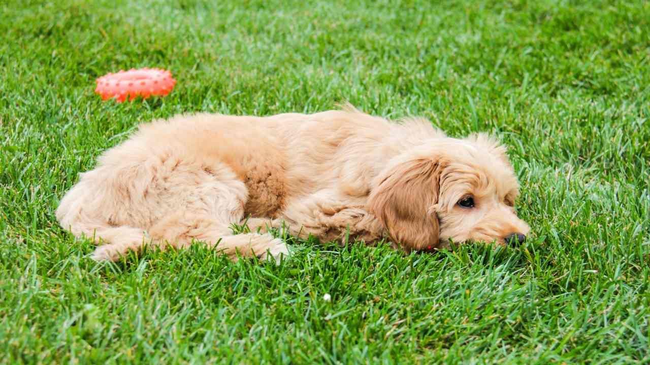 adopting a large dog