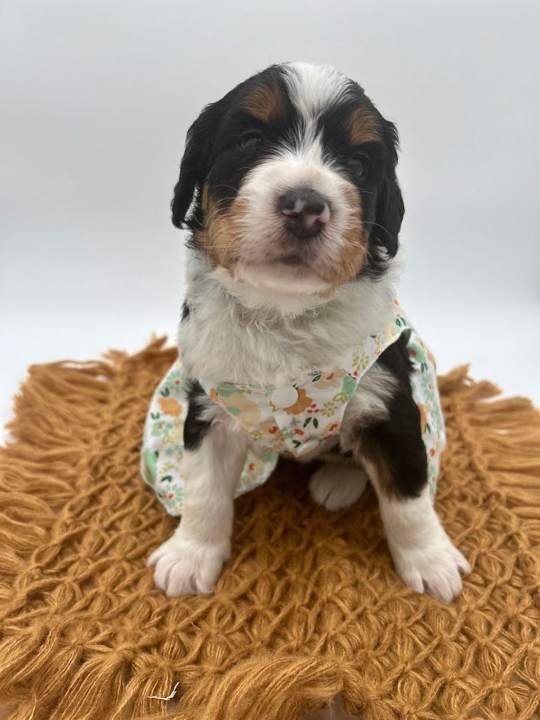 A black and white puppy wearing a dress is sitting on a blanket.