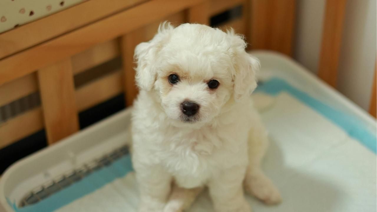 puppy potty training