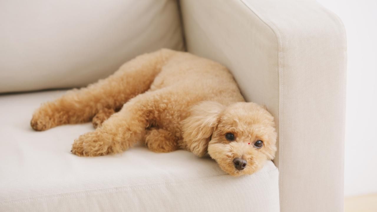 puppy training tips