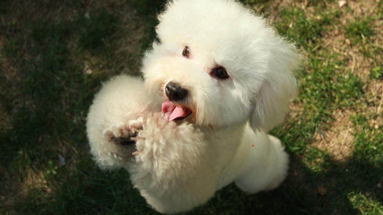 puppy care tips