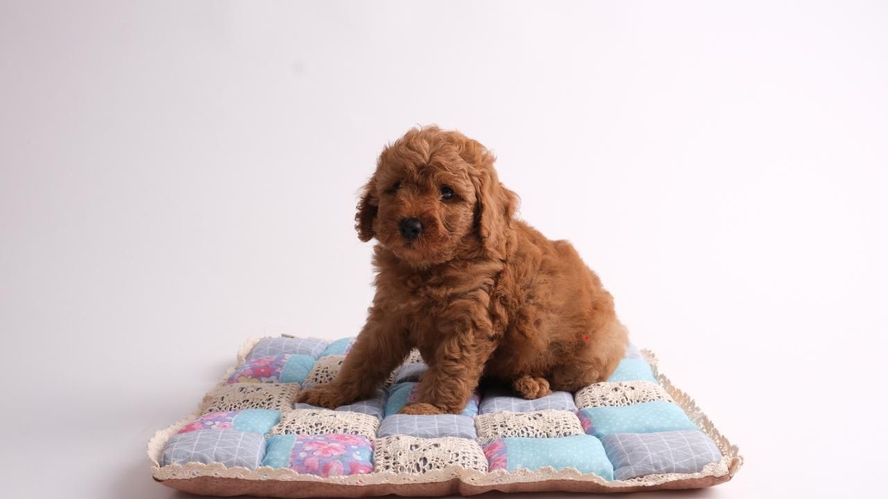 puppy health tips