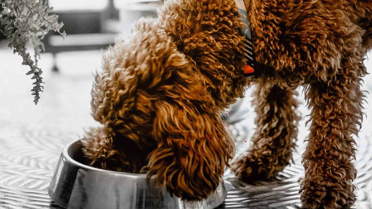 puppy food guide