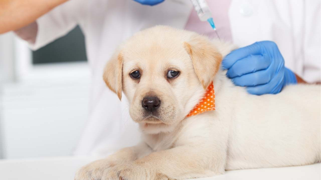 puppy vaccinations