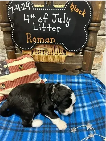 A puppy laying on a blanket next to a sign that says 4th of july litter roman