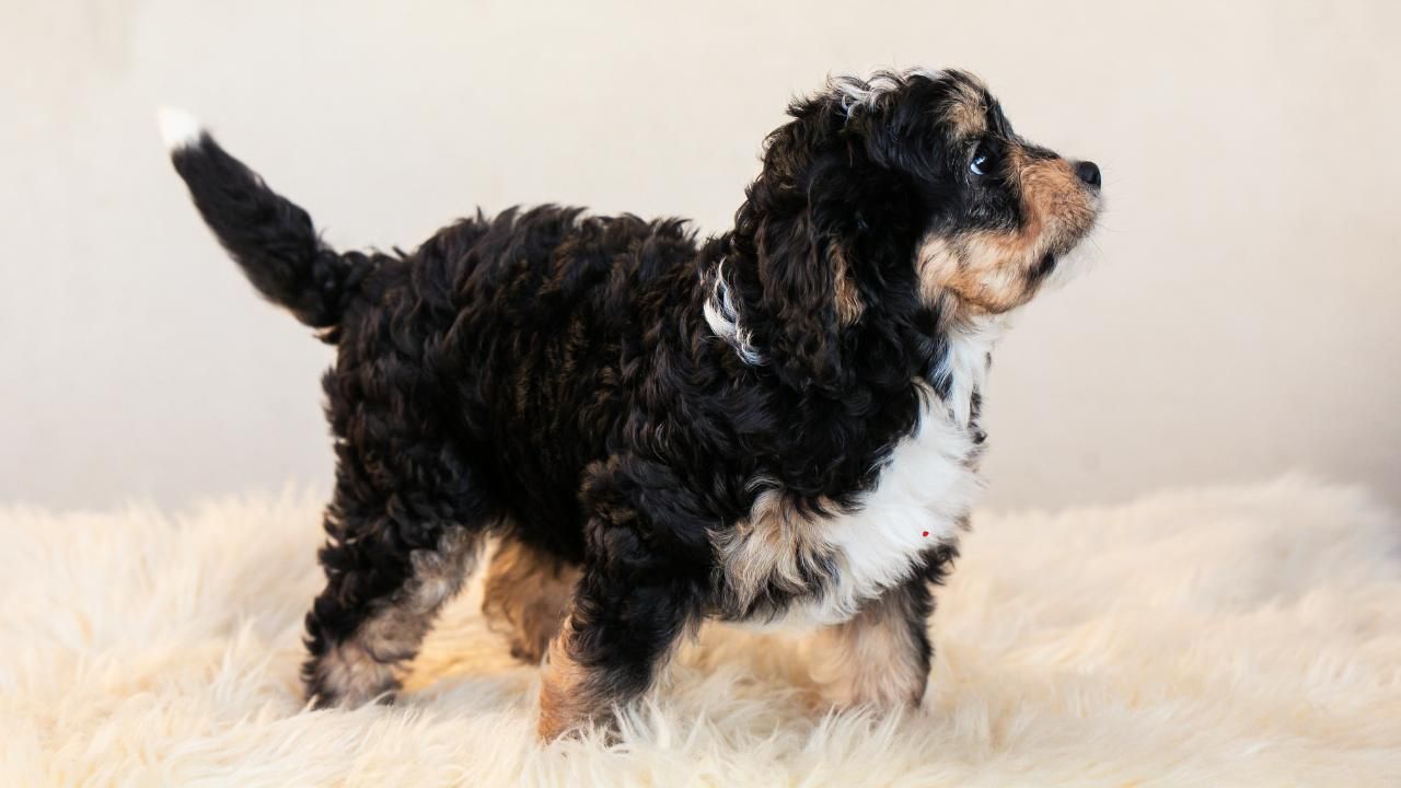 Bernedoodle care