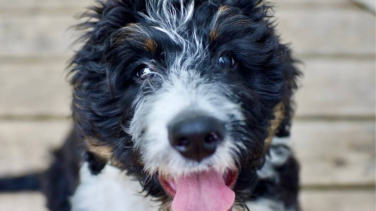 Bernedoodles