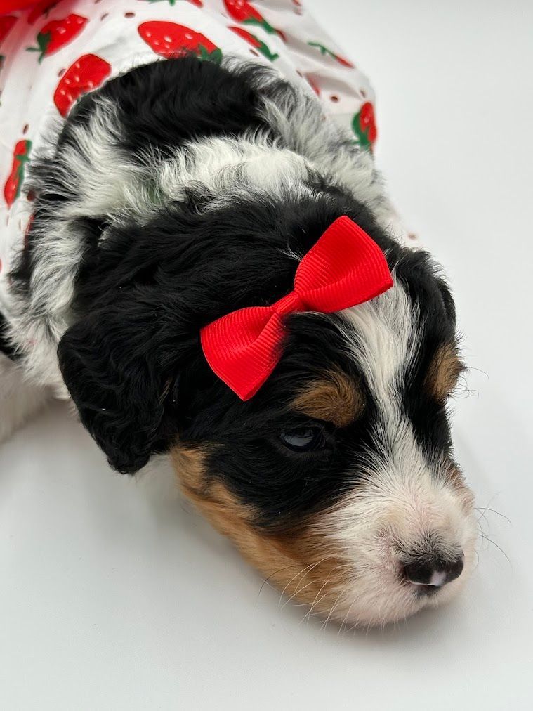 A black and white puppy with a red bow on its head