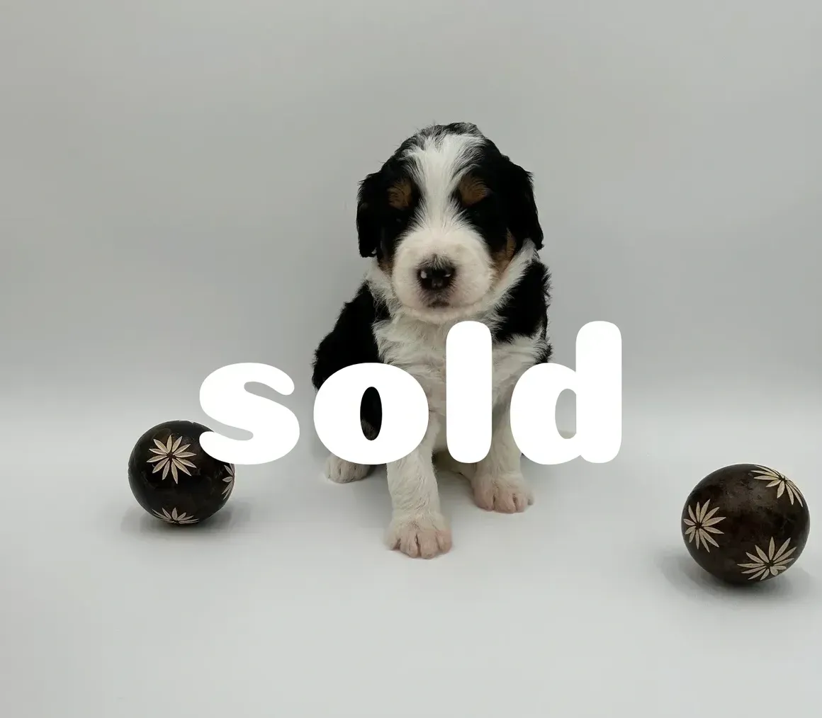 A black and white puppy is sitting next to a sold sign